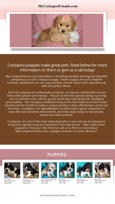 Cockapoo Breeders