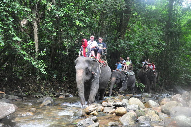 Elephant Trekking