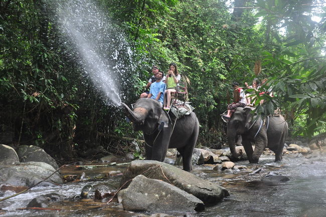 Elephant Trekking