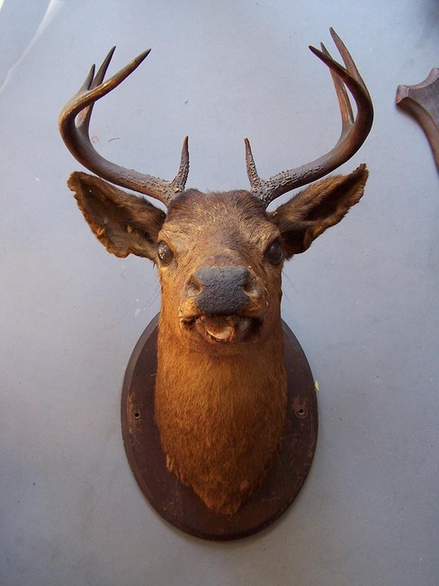 Deer
