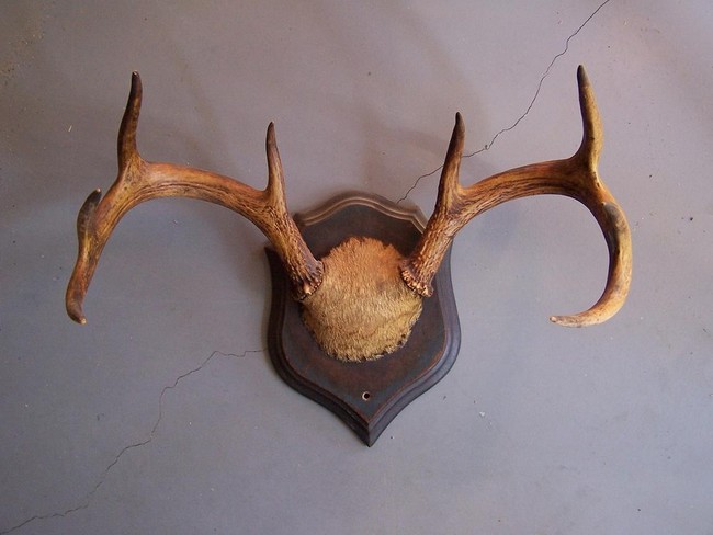 Deer_Antlers