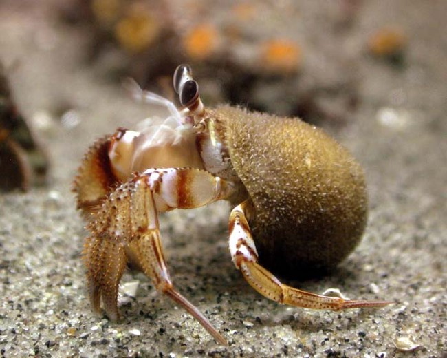 Hermit_Crab_7117