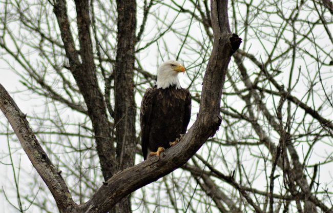 Southern ohio Bald Eagle