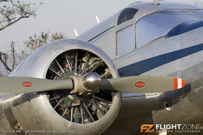 Bush Fly in