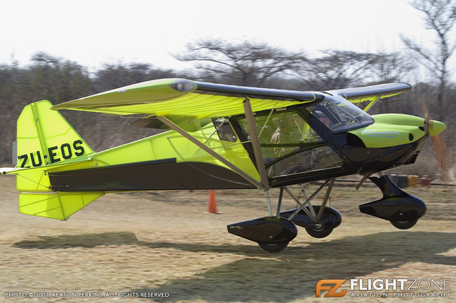 Bush Fly in