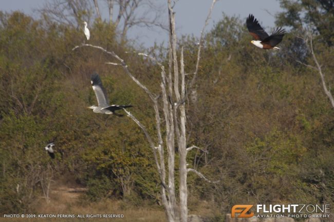 Safari Flyers