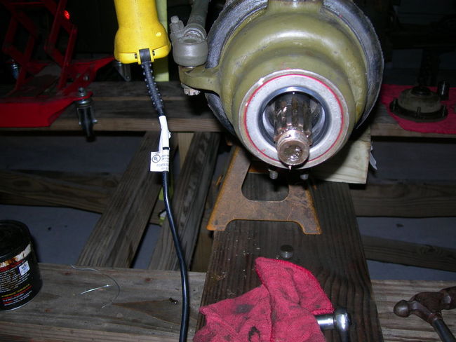 Mule_photos_0011