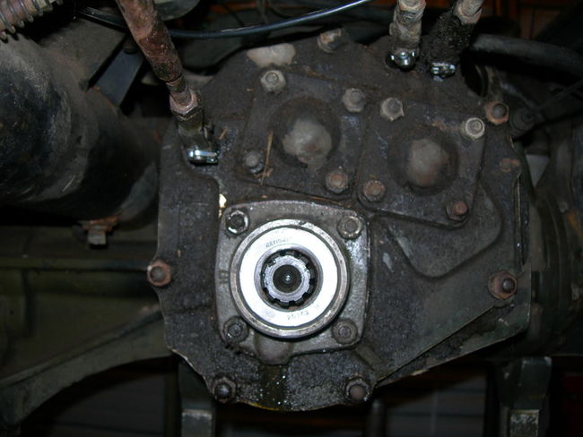 Mule_photos_005
