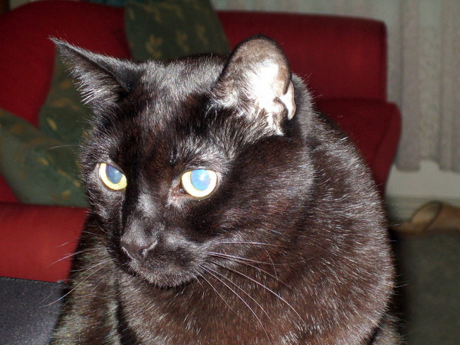 Oskar