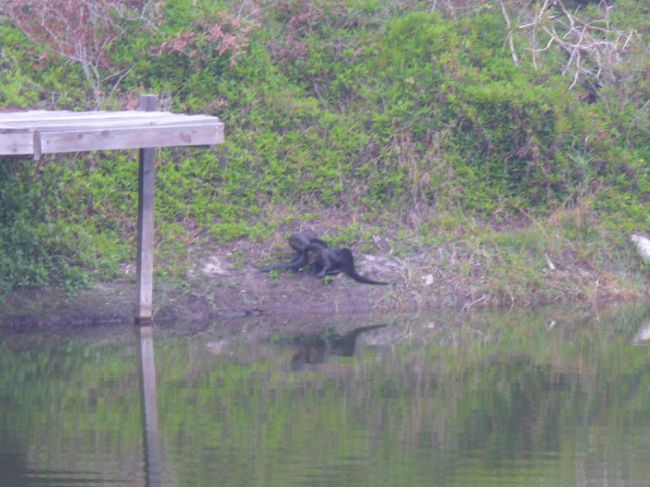 springtime otters
