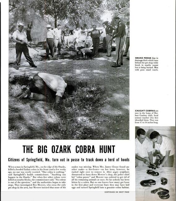 Springfield MO cobra hunt 1953