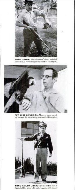 Springfield MO cobra hunt 1953