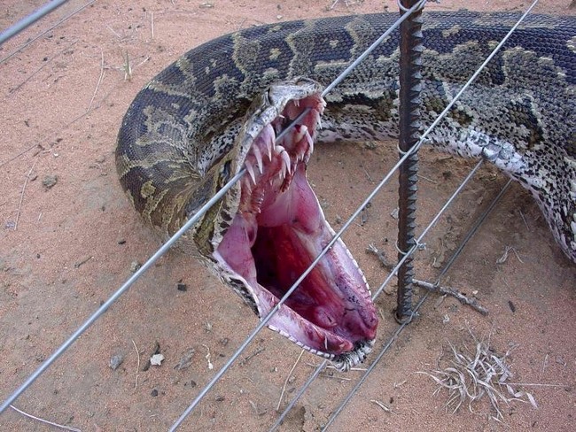 Snake