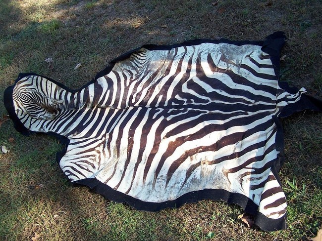 Zebra_Rug