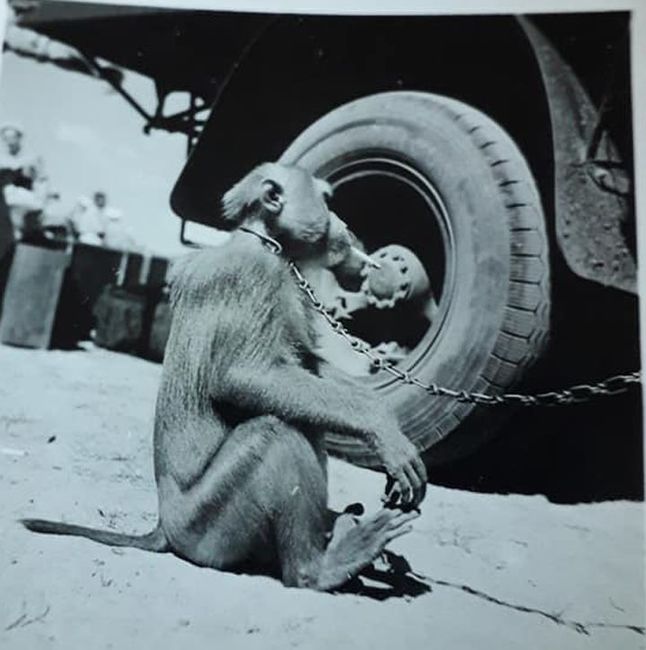 baboon_at_work