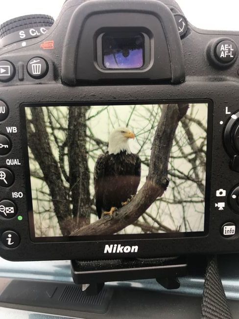 Nikon D7100 Bald Eagle
