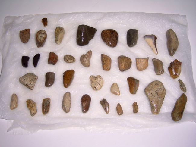 petrifiedsharkteeth