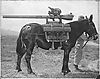 106mule1.JPG