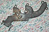 225V6exhaustmanifold.JPG