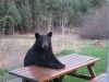 Cool_Bear.jpg