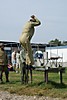 DSC006501.JPG