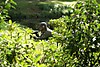 DSC02288_-_kopie.JPG