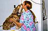 Dog_day_care_chelsea_al.jpg