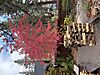 IMG_9544.jpeg