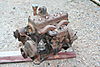 Jeep_motor_023.JPG