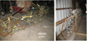 L-4_wrecked_fuselage_copy.jpg