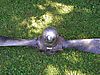 SNB_Prop_002.JPG