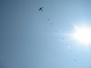 Sermide_2008_163.jpg