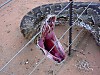 Snake.jpg