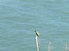 fleetweek2011a_026.JPG
