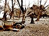 sepia.JPG