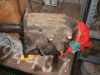 t11.gif