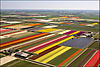 tulips_in_holland_copy.jpg
