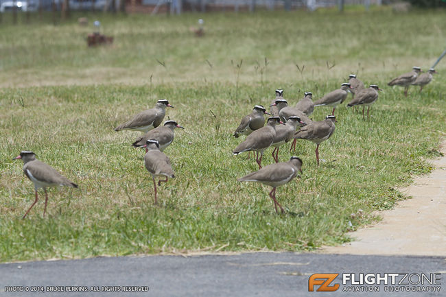 Crowned Plover Rand Airport FAGM
