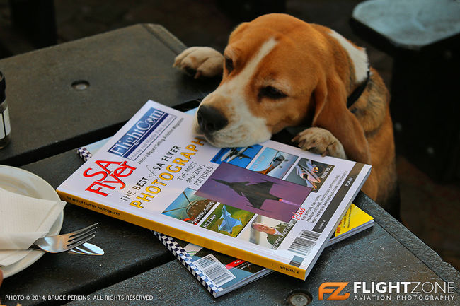 Pablo The Beagle at Rand Airport FAGM