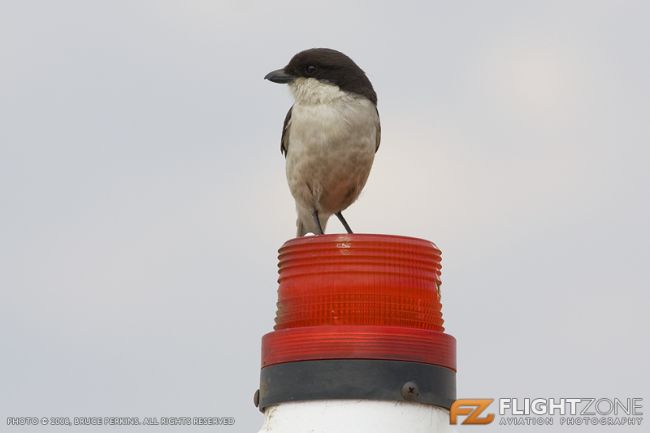 Fiscal Shrike Bird Rand Airport FAGM