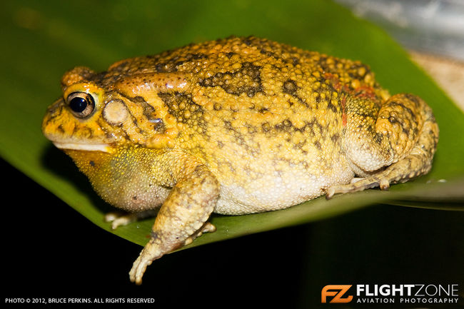 Frog Common Toad