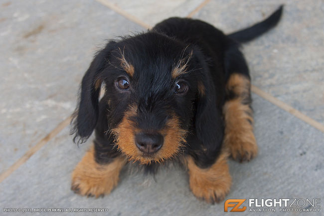 Dachshund Sausage Dog puppy