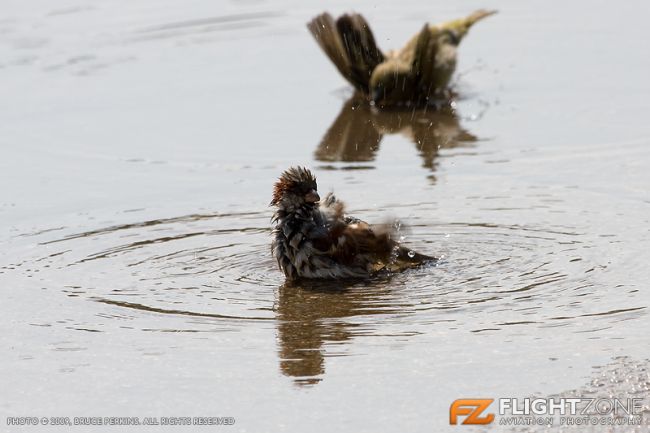 Sparrow Rand Airport FAGM Bird Birds
