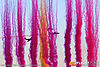 IMG_2664M_800.jpg