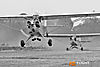 IMG_8430m_bw3_800.jpg