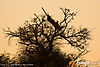 MG_3390m_800_copy.jpg
