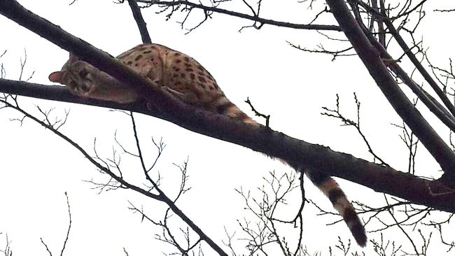 Genet