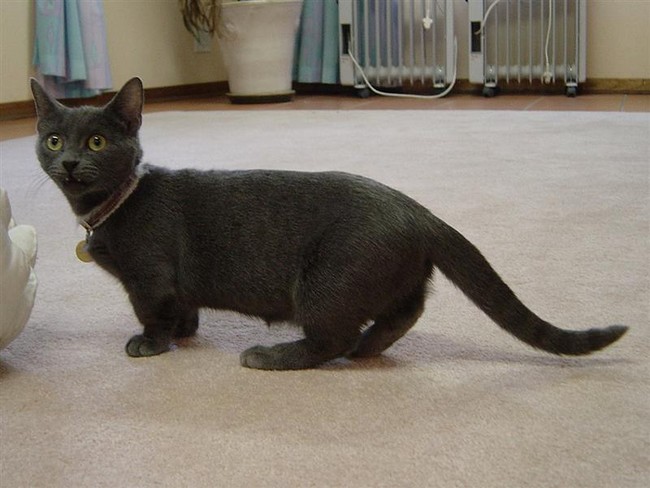 Short Leg Cat