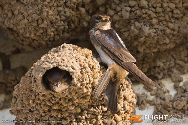 African Cliff Swallow