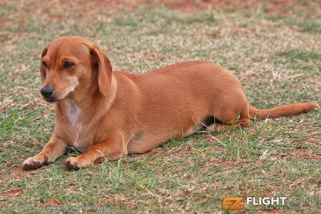 Bling the Sausage Dog at Panorama Airfield